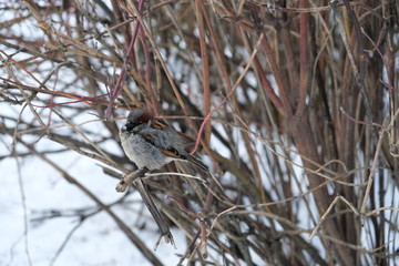 Sparrow on a branch