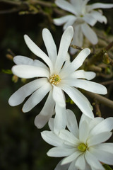 White Magnolia Blossoms in Spring Garden