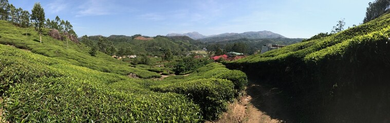 Fototapeta na wymiar India Landscape Tea Fields