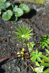 Water drop op young Delphinium plant in the garden
