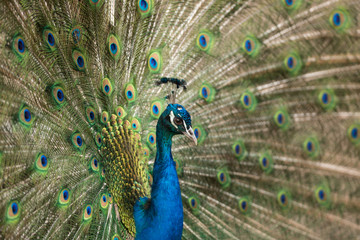 Fototapeta na wymiar Beautiful peacock with feathers close-up