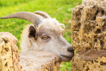 Portrait of thoughtful horned goat