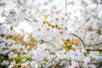 white cherry blossom 