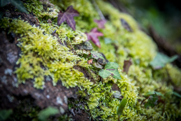 moss and ivy 