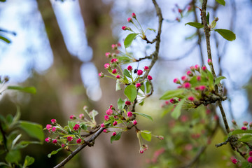 spring blossom