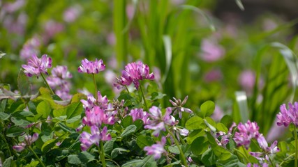 Pretty flowers of Chinese milk vetch