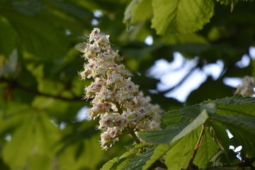 fleurs : fleurs de marronnier