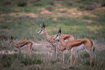 Herd of starring Springbok.
