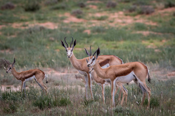 Fototapeta premium Herd of starring Springbok.