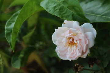 Pink Rose in a Garden