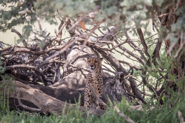 Cheetah sitting under a tree.