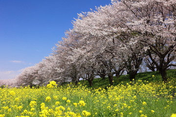 さくら堤公園