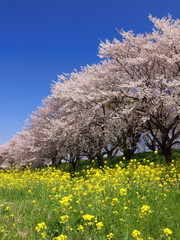 さくら堤公園