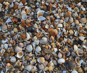 shell