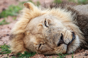 Sleeping Lion in the Kgalagadi.