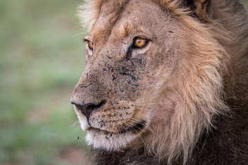 Side profile of a male Lion.