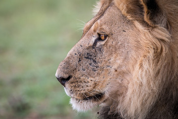 Side profile of a male Lion.