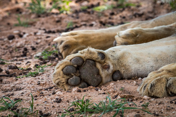 Close up of Lion paws.