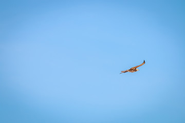 Flying juvenile Pale-chanting goshawk.