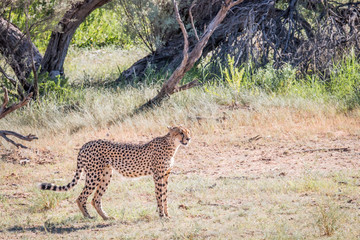 Cheetah standing in the grass.