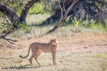 Cheetah standing in the grass.