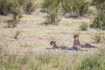 Two Cheetahs laying in the grass.