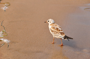 Mewa na plaży