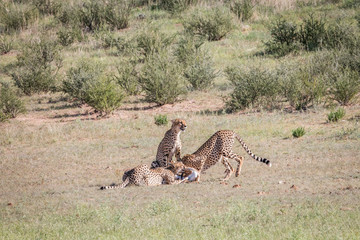 Cheetahs with a baby Springbok kill.
