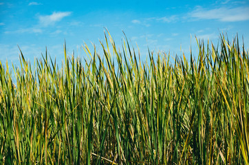 Fototapeta premium Tall grass with blue sky