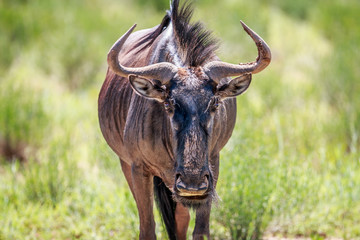 Blue wildebeest starring at the camera.