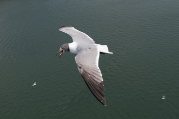 Laughing Gull in flight