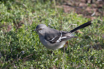 Northern Mockingbird