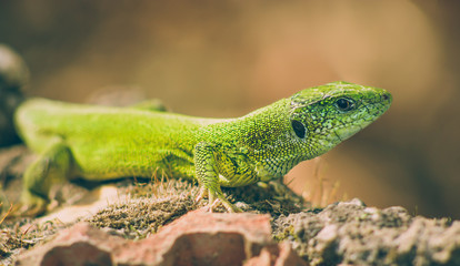 Naklejka na ściany i meble Green european lizard in nature