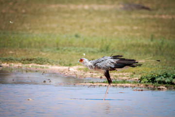 Secretary bird in the water.