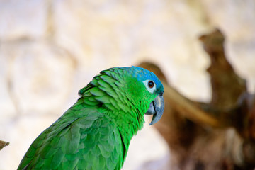 Blue Amazon Parrot Posing