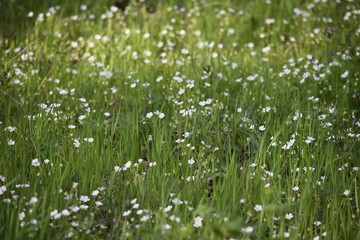 fleurs : Pâquerette
