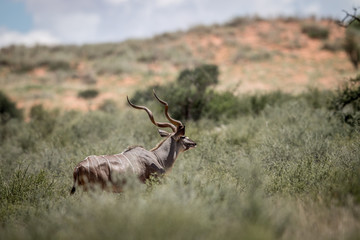 Obraz premium Kudu standing in the grass.