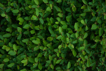 Green bush background