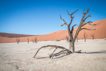 Dead tree in Sossusvlei desert.