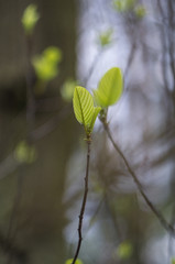 Knospe im Frühlingswald