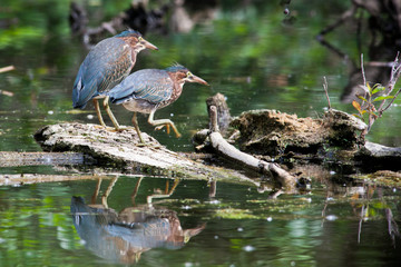 Green Herons in a Local Pond