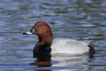 Common pochard (Aythya ferina)