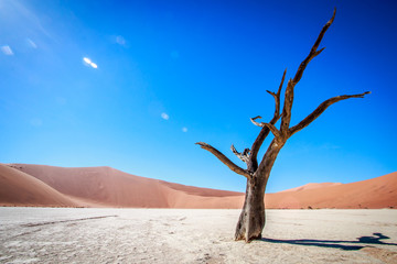 Dead tree in Sossusvlei desert.