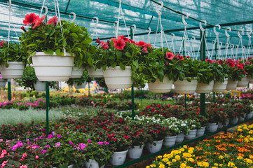 Fototapeta na wymiar Flowers hanging in a pot in the greenhouse