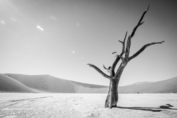 Fototapeta na wymiar Dead tree in Sossusvlei in black and white.