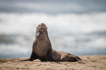 Cape fur seal sitting on the beach.