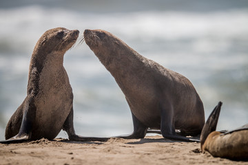 Fototapeta premium Two bonding Cape fur seals.