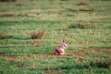 Baby Springbok laying in the grass.
