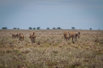 Fototapeta na wymiar Group of Zebras walking towards the camera.
