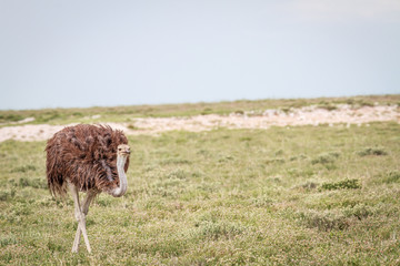 Obraz premium Ostrich walking in the grass.